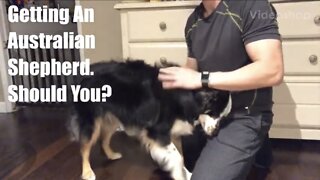Adding An Australian Shepherd to Your Family? | Basic Aussie Info