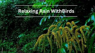 Rainforest Rain Sounds for Sleeping or Studying White Noise Relaxation.