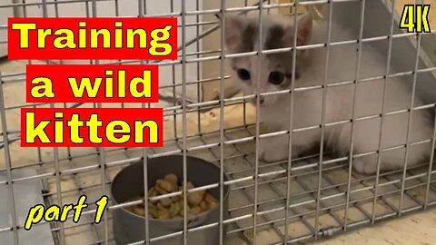 Can you train a wild kitten to be a tame house cat? How to catch and train a ferral cat. Part 1