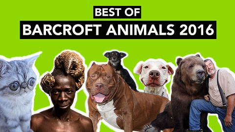 Best of Barcroft Animals 2016