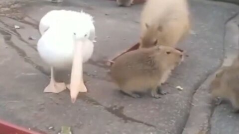 Pelican't Eat A Capybara