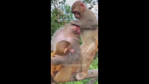 Funny Monkey Love Story (Part-4)