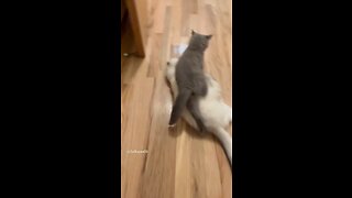 Cats playing around