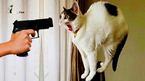 Funny cat 😽 vs Gun 🔫 - Funny Animals 😂 playing dead on finger shot Compilation || Animal Gags