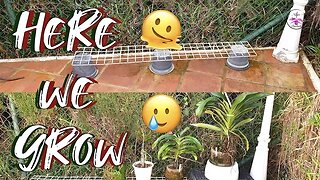XXL Angraecum Orchids Outdoor Grow Space | Grooming Angraecum Roots | Care #ninjaorchids