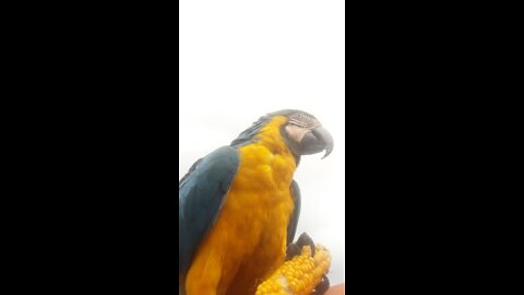 Arara Canindé 🇧🇷 Comendo | Macaw Macaw Yellow Blue 🇧🇷 Eating