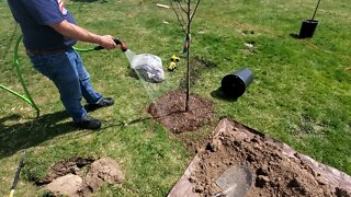 How To Transplant Fruit Trees