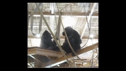 Gorilla family