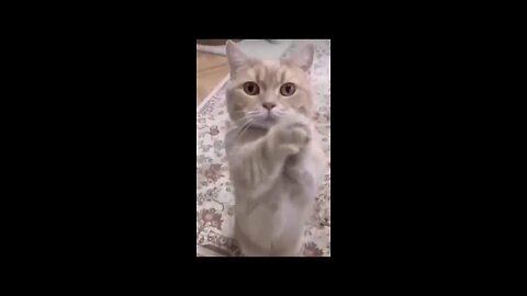 Funny cat's video's