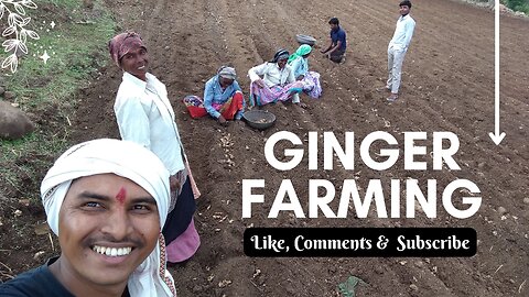 Indian Farming I Ginger Farming by Ravindra Salve