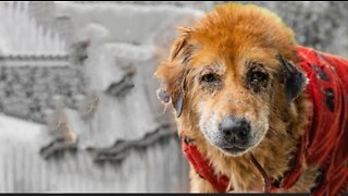The old dog went into depression after being abandoned | Rescue story