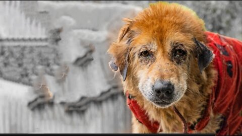 The old dog went into depression after being abandoned | Rescue story