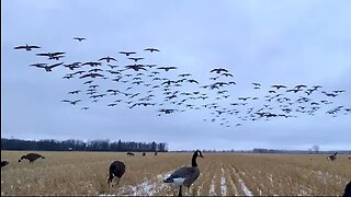 Covered in Lesser Canada Geese in Western Manitoba, Canada