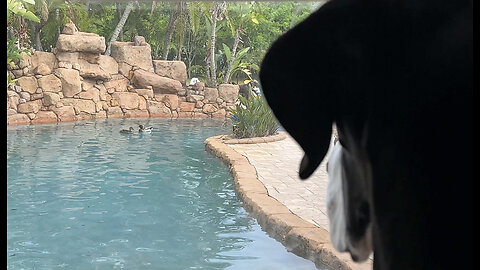 Great Dane is Shocked To See Ducks Swimming In Her Pool