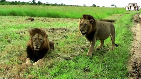 Archive Mapogo Lion Footage: Makulu Mapogo And Mr.T