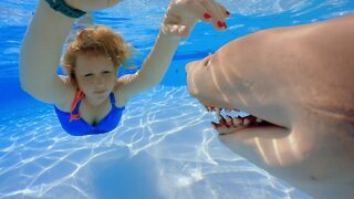 Shark in the Swimming Pool