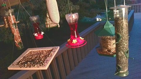 Live Bird Feeder Sept 13 2021 "Frogs All night" Asheville NC. In the mountains.
