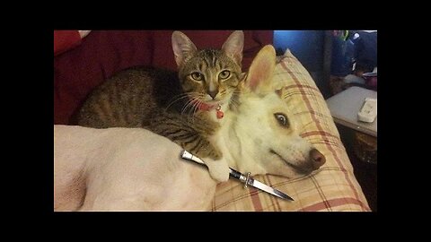 Funny Cats vs Dogs Compilation