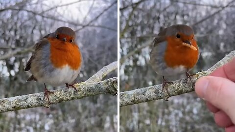 Man hand feeds a beautiful wild robin