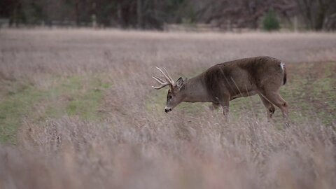 Management Minute - Aging Deer on the Hoof