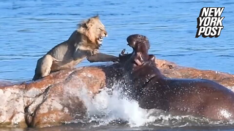 Lion vs. hippo! The teeth come out in this wild fight