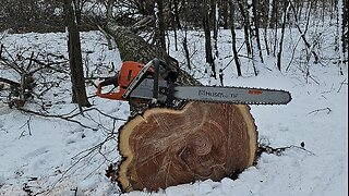 Felling 30" Dia. Red Oak With Shallow Face Cut Angle & Humboldt .. With Husqvarna 572
