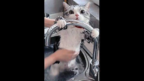 I washing my cat so adorable😘😘 #viral