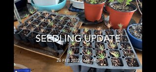 Seedling Update 26 Feb 2022