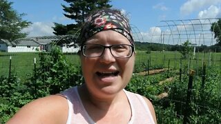 Harvesting Dill