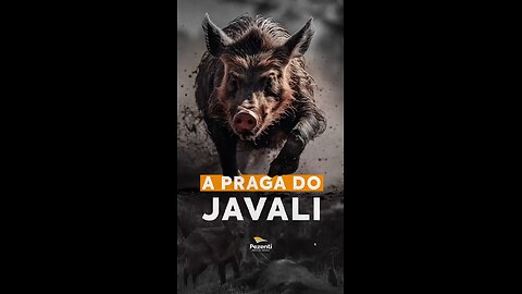 A praga do javali 🐗 no Brasil...o ex presidiário proibiu a caça... imagina o prejuízo...