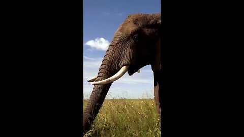 elephant drinking water