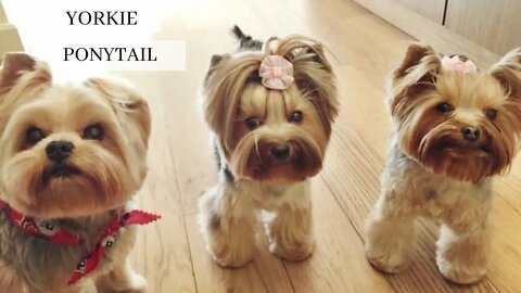 Yorkie Ponytail | Yorkie 101