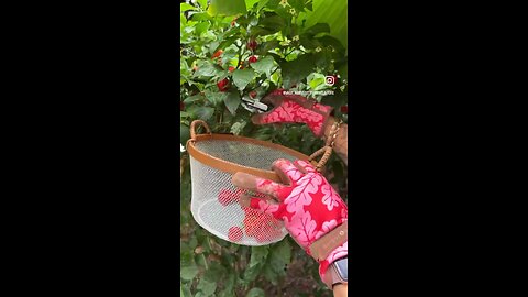 Harvesting Carolina Reaper