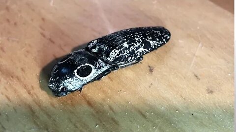 A very interesting bug click beetle