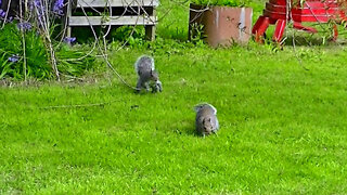 IECV NV #525 - 👀Two Grey Squirrels Exploring And Playing In The Backyard 🐿️ 5-5-2018