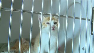 Pet Resource Center waives all adoption fees through August