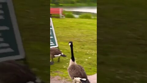 Up close with Canada Geese