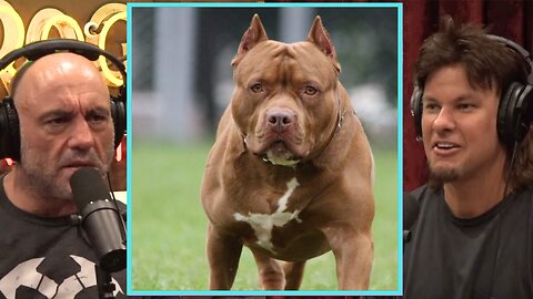 Are Pit bull Dogs are bad Dog to Own? | JRE