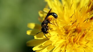 Bee Collecting Pollen on a Dandelion