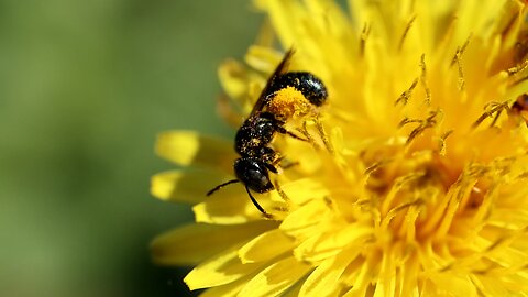 Bee Collecting Pollen on a Dandelion