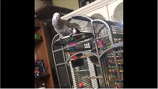 Parrot hears dog barking, calls him a "good boy"