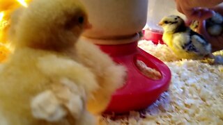 Our Chicks Have Arrived