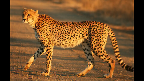 cheetah 🐆