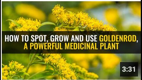 How to spot, grow and use goldenrod, a powerful medicinal plant