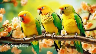 Let the sweet melodies of birds complement the soft music, creating a tapestry of serenity and bliss