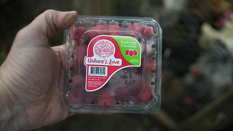 It's a foregone conclusion that chickens like raspberries. Do they?