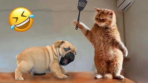 YOU LAUGH YOU LOSE 🤩 FUNNIEST CATS AND DOGS 😸🐶 Animal Meme's