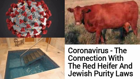 The Connection Between Coronavirus The Red Heifer And Jewish Purity Laws