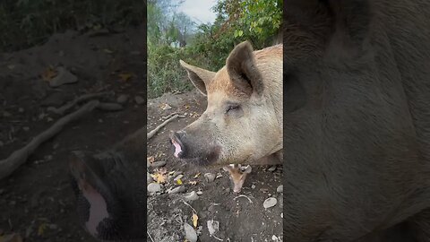 Piglets investigating #smartpigs #piglets #happiness #smile #farm #homestead