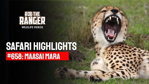 Safari Highlights #658: 21 & 22 January 2022 | Maasai Mara/Zebra Plains | Latest Wildlife Sightings